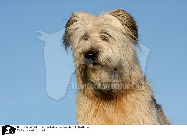 Schafpudel Portrait / dog portrait / JH-07098
