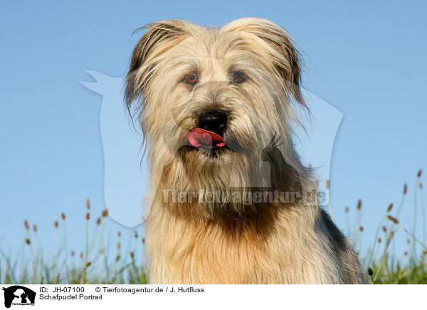 Schafpudel Portrait / dog portrait / JH-07100