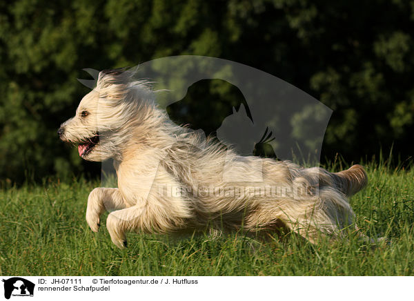 rennender Schafpudel / JH-07111