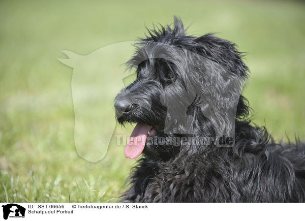Schafpudel Portrait / Schafpudel Portrait / SST-06656
