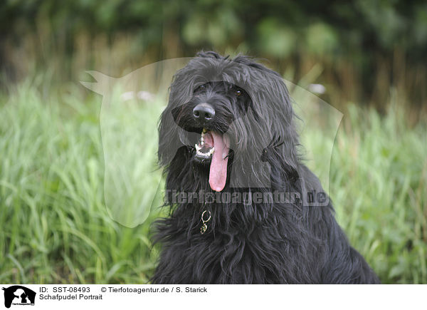 Schafpudel Portrait / Schafpudel Portrait / SST-08493