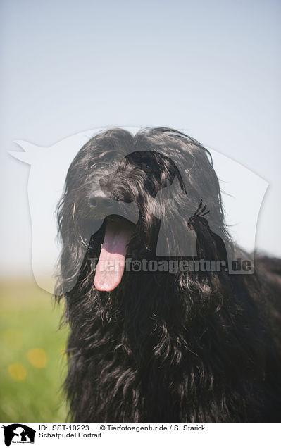 Schafpudel Portrait / Schafpudel Portrait / SST-10223