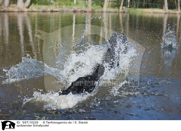 spritzender Schafpudel / splashing Schafpudel / SST-10229