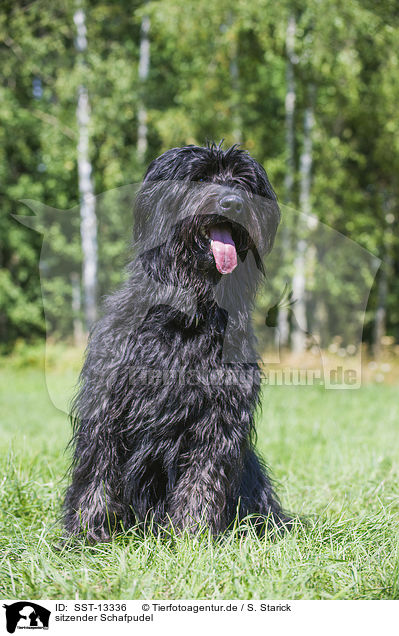 sitzender Schafpudel / sitting Schafpudel / SST-13336