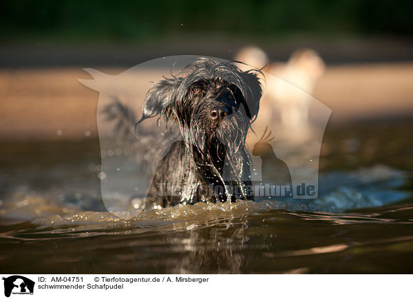 schwimmender Schafpudel / swimming German Sheeppoodle / AM-04751