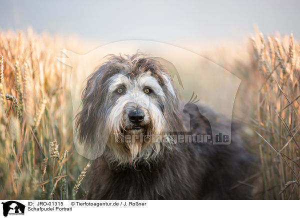 Schafpudel Portrait / German Sheeppoodle Portrait / JRO-01315