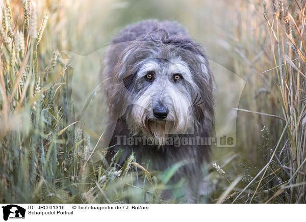 Schafpudel Portrait / German Sheeppoodle Portrait / JRO-01316