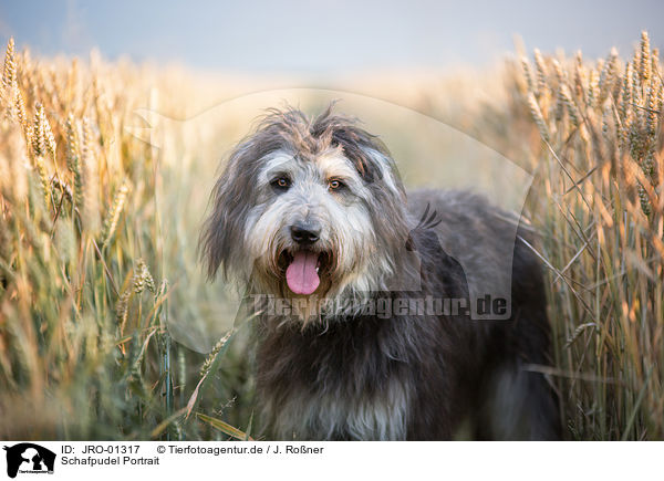 Schafpudel Portrait / German Sheeppoodle Portrait / JRO-01317