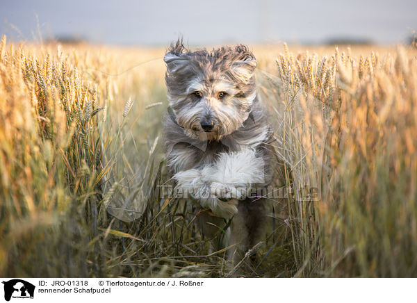 rennender Schafpudel / running German Sheeppoodle / JRO-01318