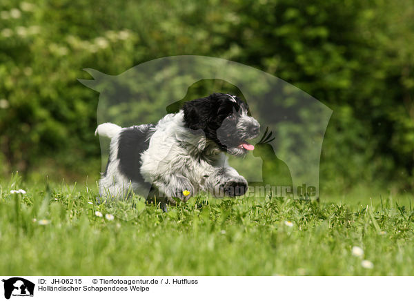 Hollndischer Schapendoes Welpe / Schapendoes puppy / JH-06215