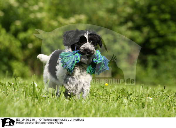 Hollndischer Schapendoes Welpe / Schapendoes puppy / JH-06216