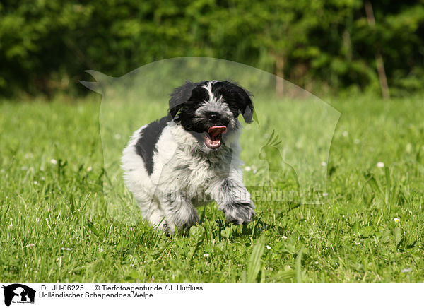 Hollndischer Schapendoes Welpe / Schapendoes puppy / JH-06225