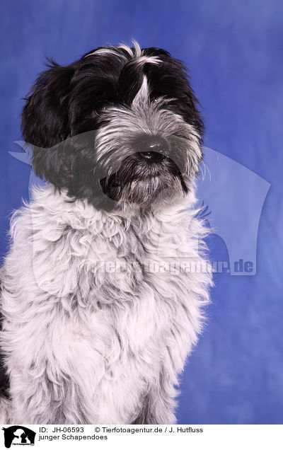 junger Schapendoes / young Schapendoes / JH-06593