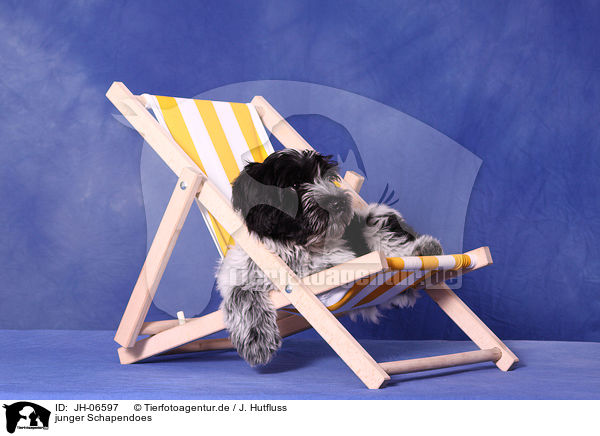 junger Schapendoes / young Schapendoes / JH-06597