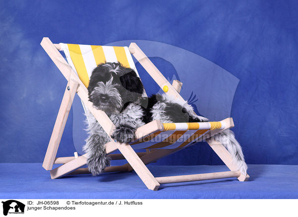 junger Schapendoes / young Schapendoes / JH-06598