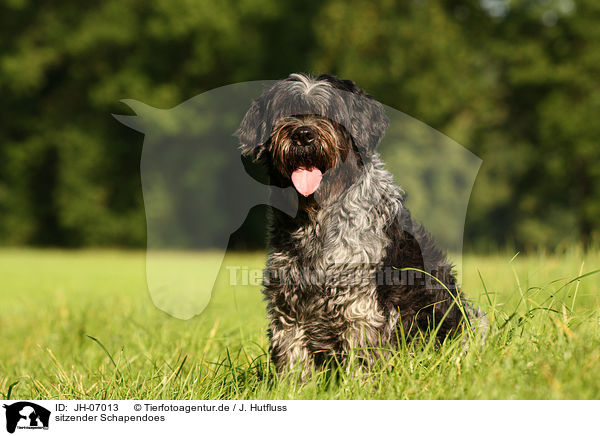 sitzender Schapendoes / sitting Schapendoes / JH-07013