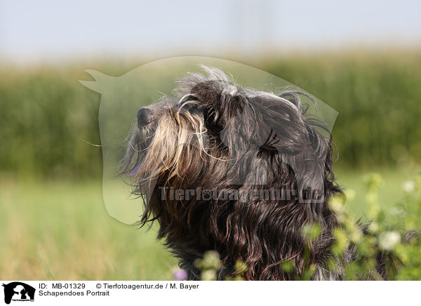 Schapendoes Portrait / Schapendoes Portrait / MB-01329