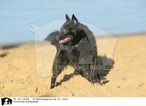 rennender Schipperke / KL-13476