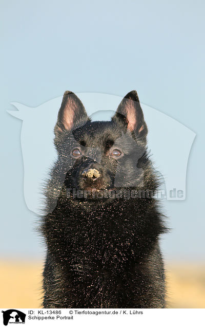 Schipperke Portrait / KL-13486