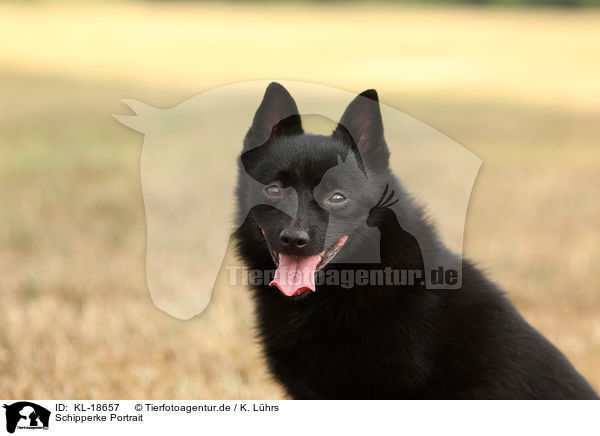 Schipperke Portrait / Schipperke Portrait / KL-18657