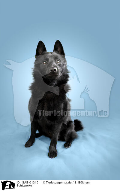 Schipperke / Schipperke / SAB-01315