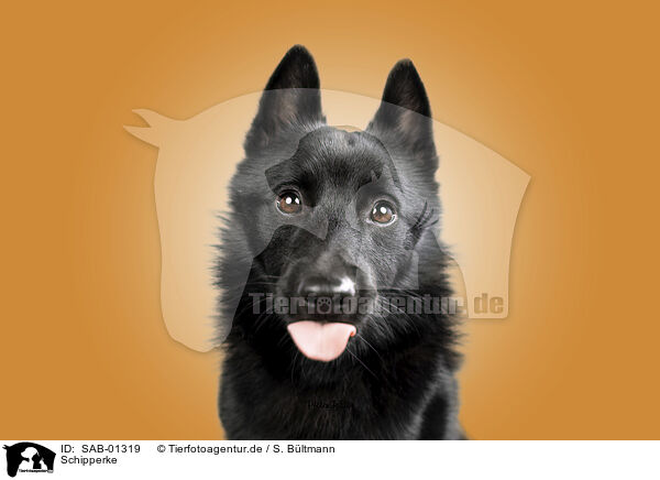 Schipperke / Schipperke / SAB-01319