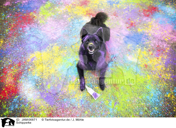 Schipperke / Schipperke / JAM-06871
