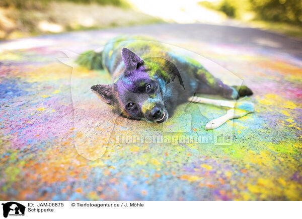Schipperke / Schipperke / JAM-06875