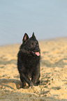 rennender Schipperke