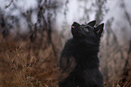 Schipperke