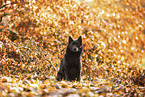 Schipperke