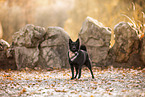 Schipperke