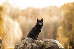 Schipperke