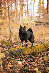 Schipperke