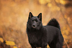 Schipperke