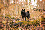 Schipperke