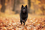 Schipperke