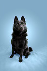Schipperke