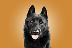 Schipperke