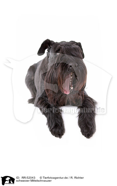 schwarzer Mittelschnauzer / RR-52043