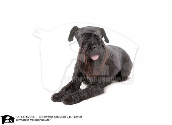 schwarzer Mittelschnauzer / RR-52048