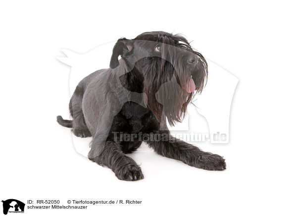 schwarzer Mittelschnauzer / RR-52050