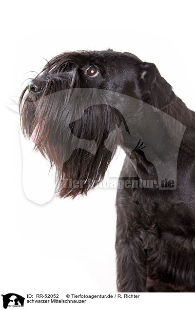 schwarzer Mittelschnauzer / RR-52052