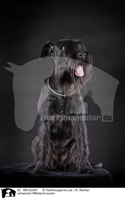 schwarzer Mittelschnauzer / RR-52087