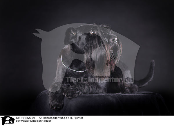 schwarzer Mittelschnauzer / RR-52089