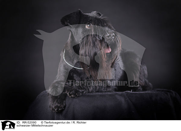 schwarzer Mittelschnauzer / RR-52090