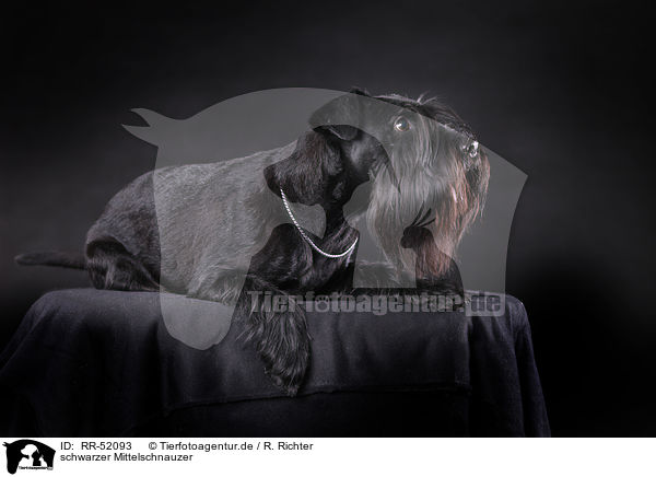 schwarzer Mittelschnauzer / RR-52093