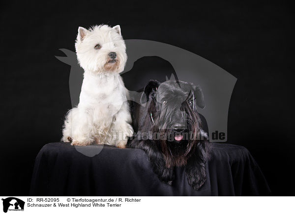 Schnauzer & West Highland White Terrier / RR-52095