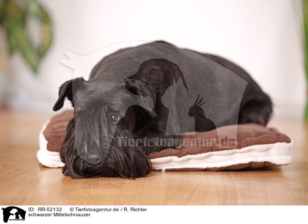 schwarzer Mittelschnauzer / RR-52132