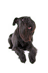 schwarzer Mittelschnauzer